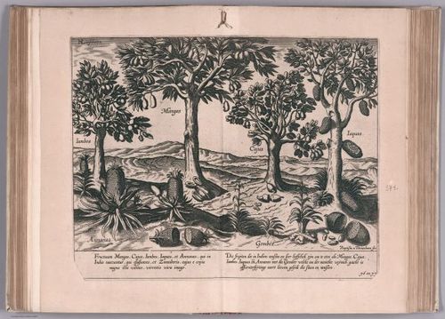 E99 - View: Divers fruicts des Indes, comme Ananas, Iabos, Mangas, Cajus & Iaquas.