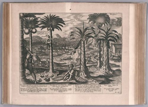 E99 - View: Palmier des Indes portant les cocos: en semble le Figuier.