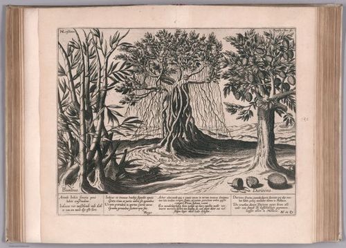 E99 - View: L'Arbre de Rays ou Rancines, item le Bambus & Durions.