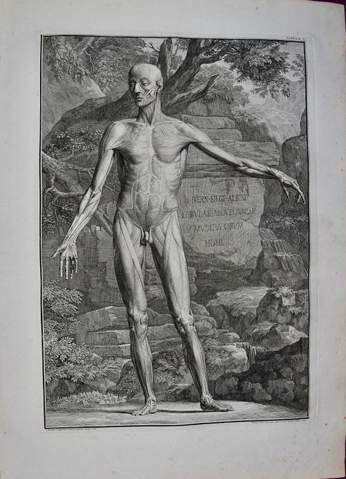 E175 - Albinus - 4708