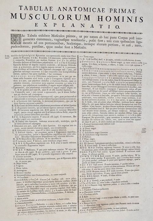 E175 - Albinus - 4708L