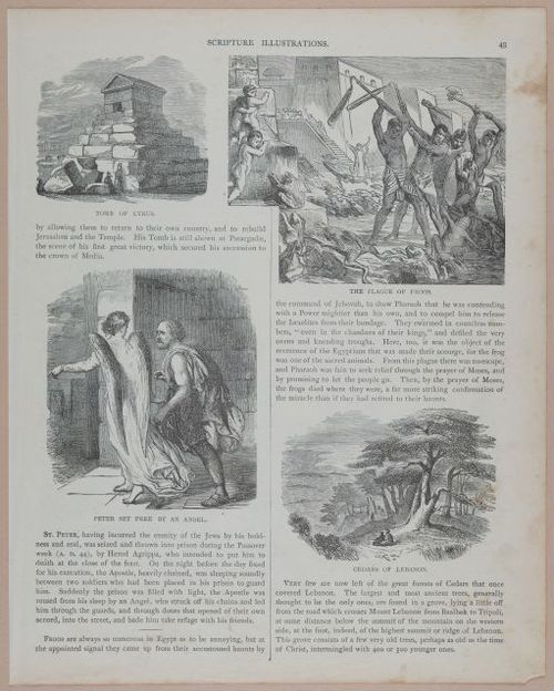 E251 - Pictorial Family Bible - 19th Century - i2519