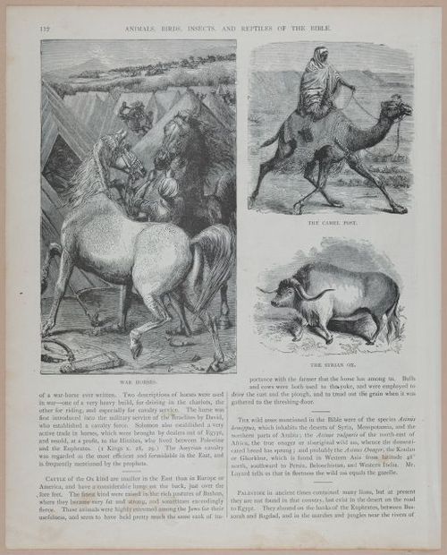 E251 - Pictorial Family Bible - 19th Century - i2588