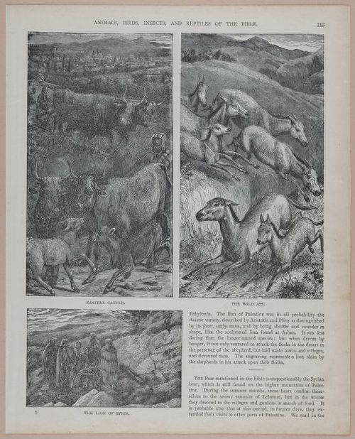 E251 - Pictorial Family Bible - 19th Century - i2589