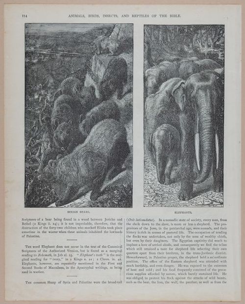 E251 - Pictorial Family Bible - 19th Century - i2590