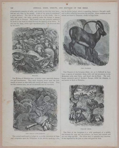 E251 - Pictorial Family Bible - 19th Century - i2592