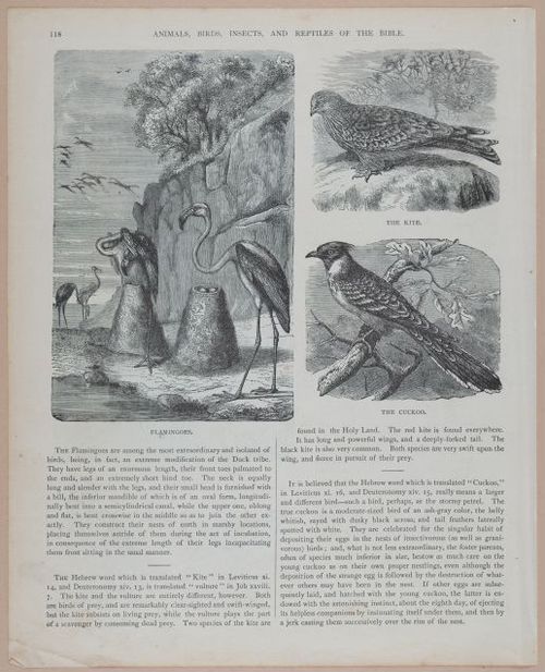 E251 - Pictorial Family Bible - 19th Century - i2594