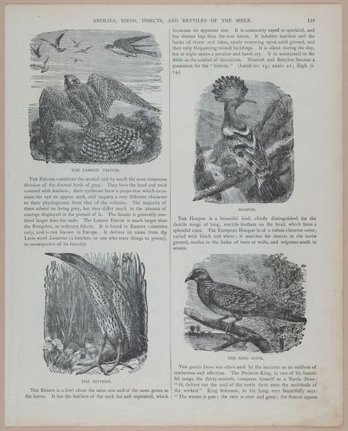 E251 - Pictorial Family Bible - 19th Century - i2595