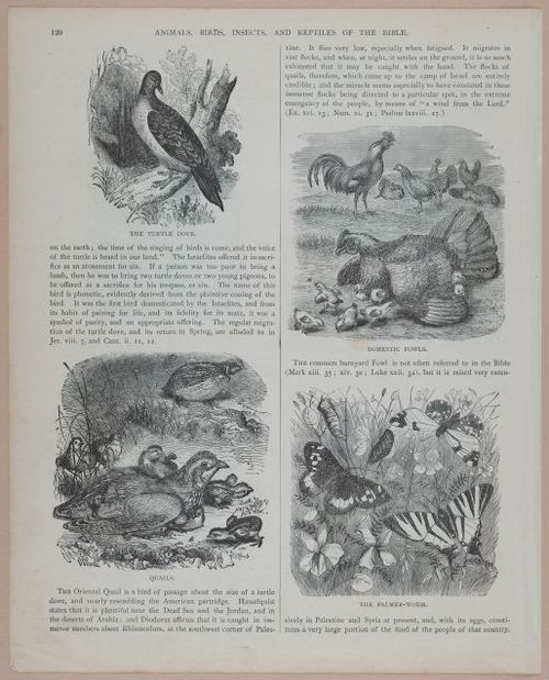 E251 - Pictorial Family Bible - 19th Century - i2596