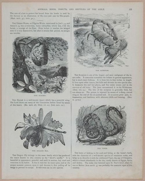 E251 - Pictorial Family Bible - 19th Century - i2597
