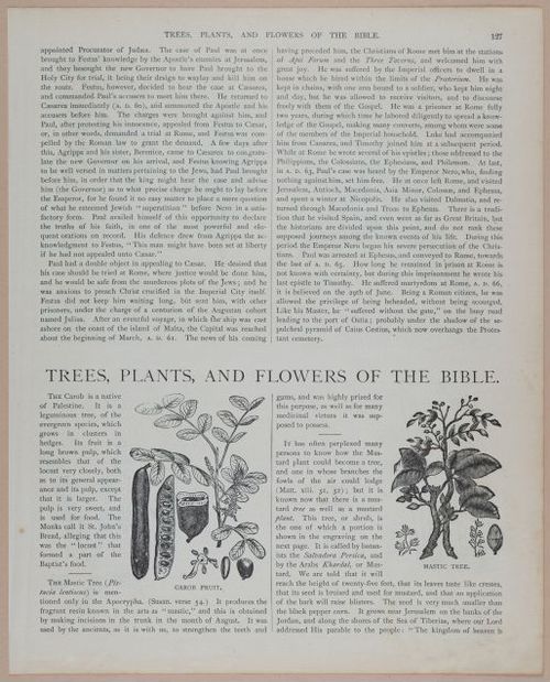 E251 - Pictorial Family Bible - 19th Century - i2603
