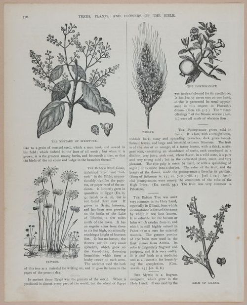 E251 - Pictorial Family Bible - 19th Century - i2604