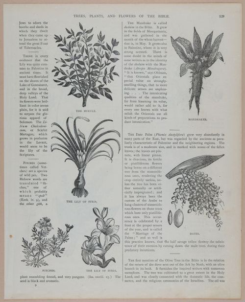 E251 - Pictorial Family Bible - 19th Century - i2605