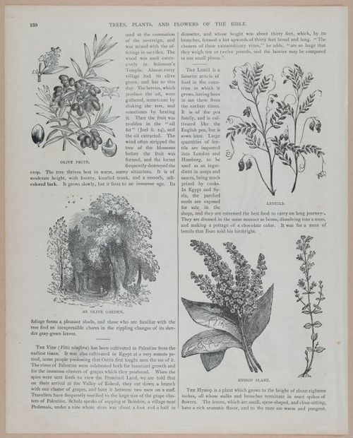 E251 - Pictorial Family Bible - 19th Century - i2606