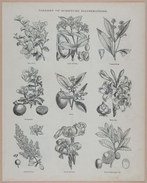 E251 - Pictorial Family Bible - 19th Century - i2613