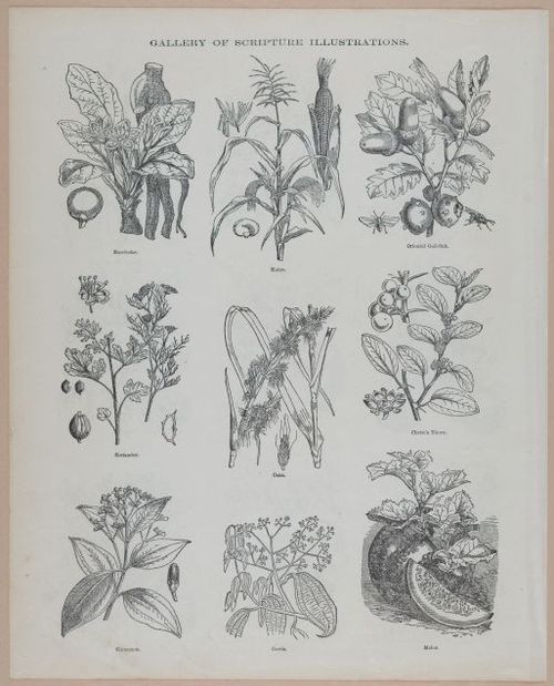 E251 - Pictorial Family Bible - 19th Century - i2614