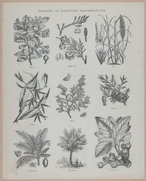 E251 - Pictorial Family Bible - 19th Century - i2616