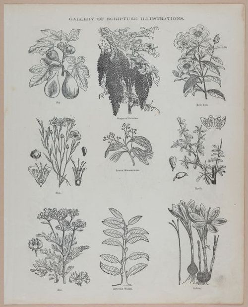 E251 - Pictorial Family Bible - 19th Century - i2617