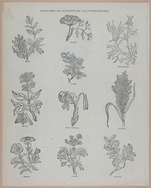 E251 - Pictorial Family Bible - 19th Century - i2618