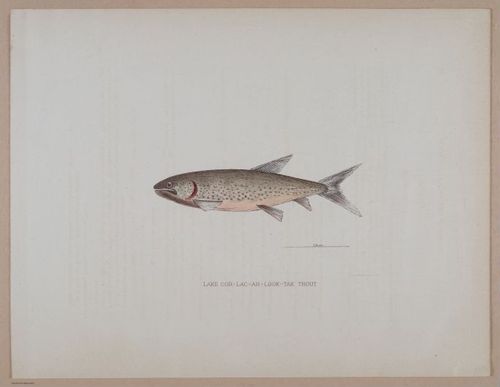 E266 - Report of the Cruise of the Steamer Corwin in the Arctic Ocean - 1885 - 4119