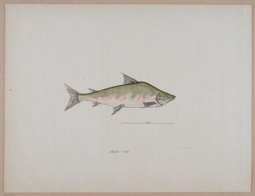 E266 - Report of the Cruise of the Steamer Corwin in the Arctic Ocean - 1885 - 4122