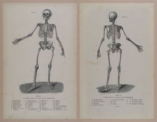 E309 - Anatomical Atlas - 8088-8089