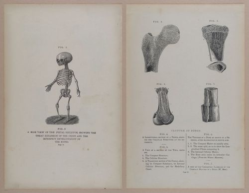 E309 - Anatomical Atlas - 8090-8091