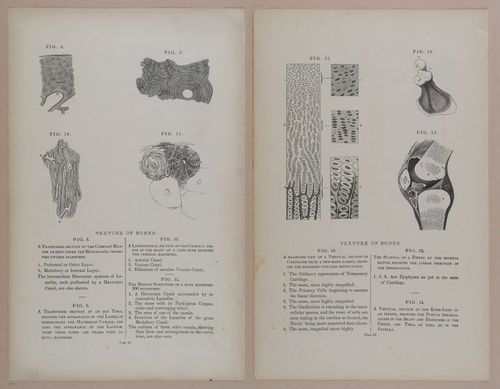 E309 - Anatomical Atlas - 8092-8093