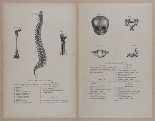 E309 - Anatomical Atlas - 8094-8095