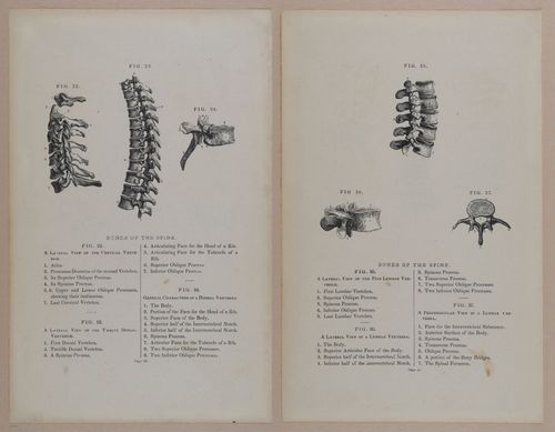 E309 - Anatomical Atlas - 8096-8097