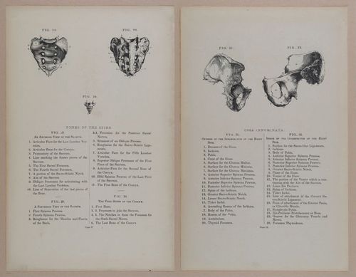E309 - Anatomical Atlas - 8098-8099