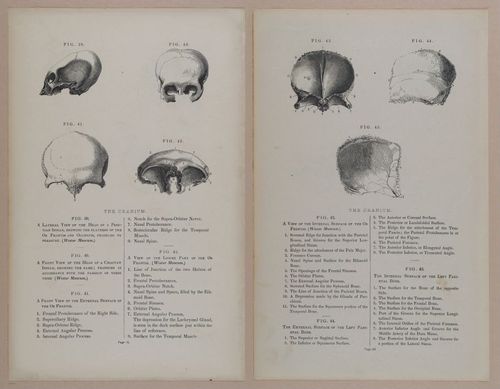E309 - Anatomical Atlas - 8102-8103