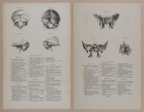 E309 - Anatomical Atlas - 8104-8105