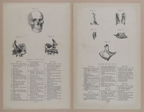 E309 - Anatomical Atlas - 8106-8107