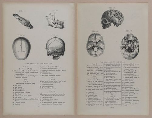 E309 - Anatomical Atlas - 8108-8109