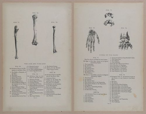 E309 - Anatomical Atlas - 8112-8113