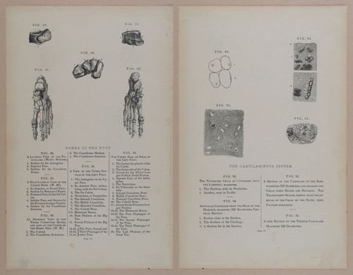 E309 - Anatomical Atlas - 8116-8117