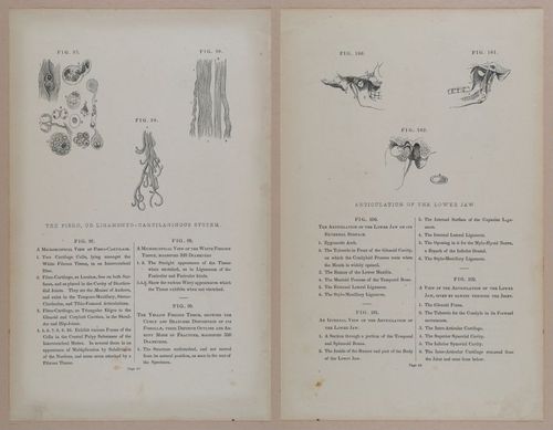E309 - Anatomical Atlas - 8118-8119