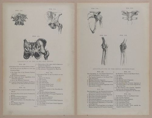 E309 - Anatomical Atlas - 8122-8123