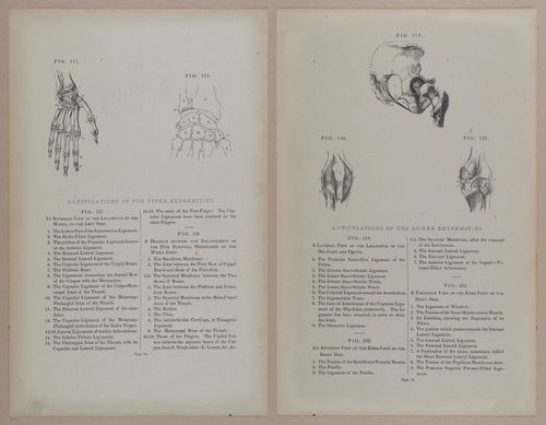 E309 - Anatomical Atlas - 8124-8125