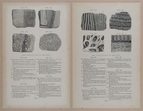 E309 - Anatomical Atlas - 8132-8133