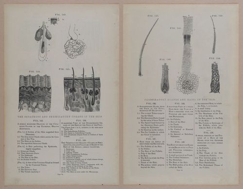 E309 - Anatomical Atlas - 8134-8135