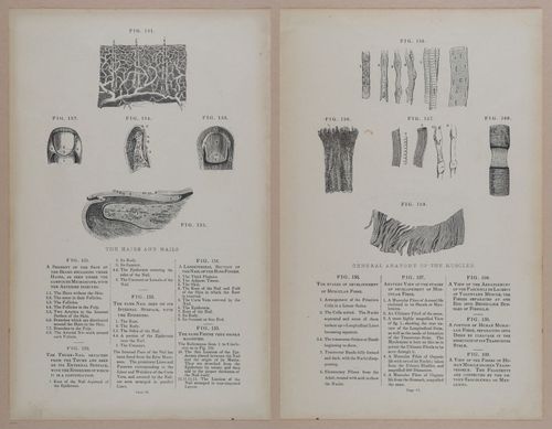 E309 - Anatomical Atlas - 8136-8137