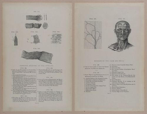 E309 - Anatomical Atlas - 8138-8139