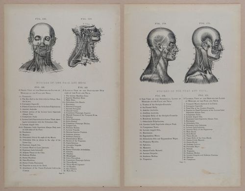 E309 - Anatomical Atlas - 8140-8141