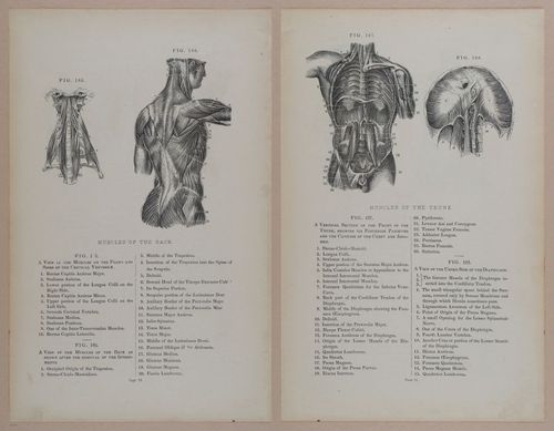 E309 - Anatomical Atlas - 8148-8149