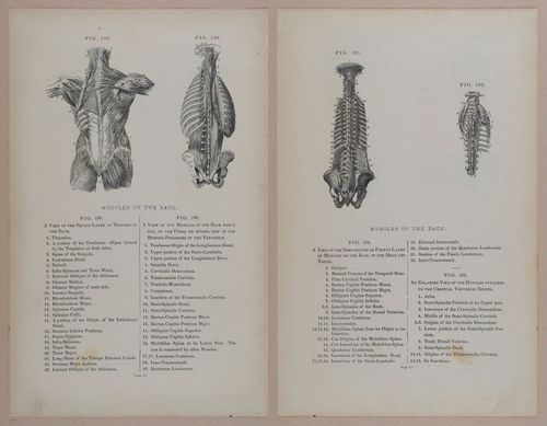 E309 - Anatomical Atlas - 8150-8151