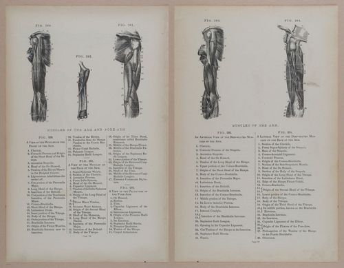 E309 - Anatomical Atlas - 8154-8155