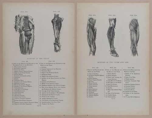 E309 - Anatomical Atlas - 8158-8159