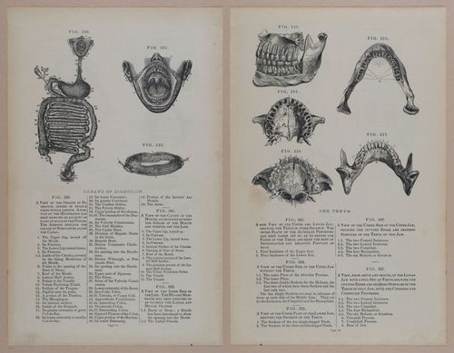 E309 - Anatomical Atlas - 8162-8163